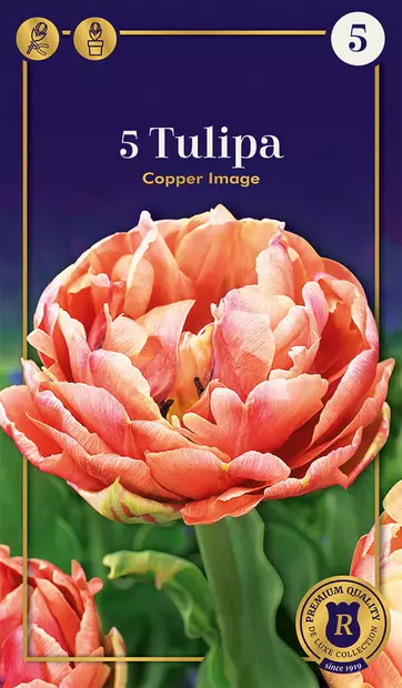 Tarhatulppaani 'Copper Image' 5 kpl - Syyssipulit - 8711148242451 - 1