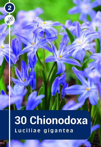 Kirjokevättähti 30 kpl - Syyssipulit - 8711148315292 - 1