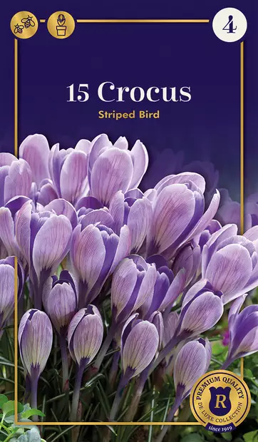 Tähtisahrami 'Striped Bird' 15 kpl - Kukkasipulit - 8711148308584 - 1