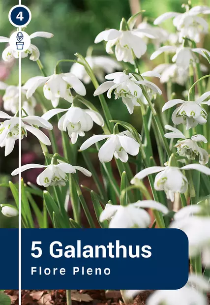 Puistolumikello 'Flore Pleno' 5 kpl - Syyssipulit - 8711148315438 - 1