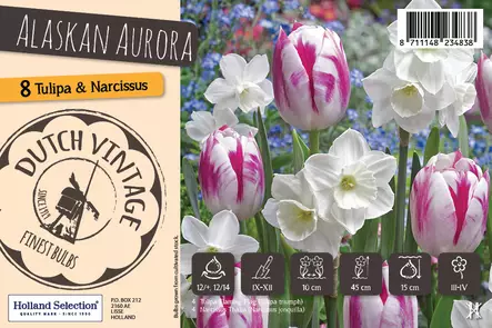 Tulppaani ja narsissi Alaskan Aurora 8 kpl Dutch Vintage - Syyssipulit - 8711148234838 - 1